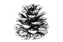 Pinecone Macro Research